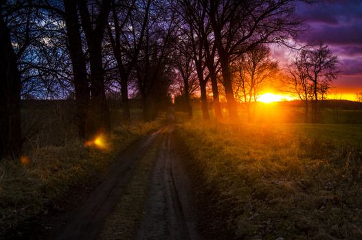 An image of tree silhouette during amazing sunset