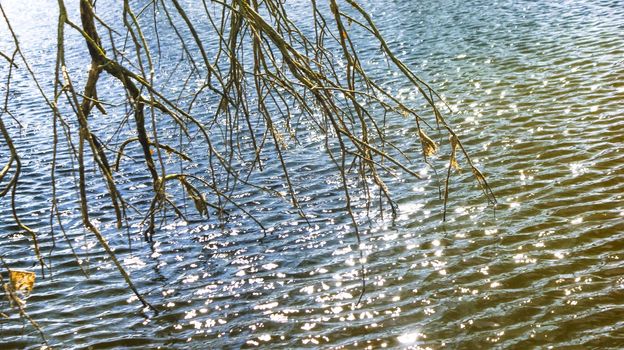 An image of dike in the forest