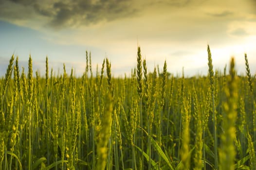 An image of wheat corn