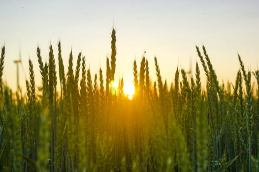 An image of wheat corn