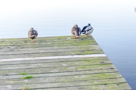 An image of Duck at the lake