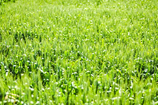 An image of wheat corn