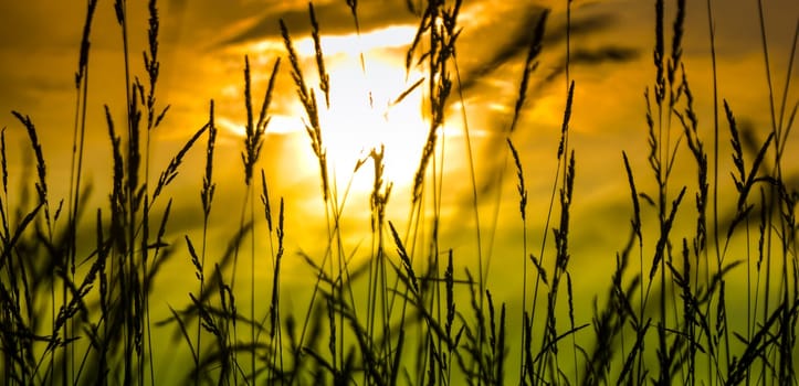 An image of wheat corn