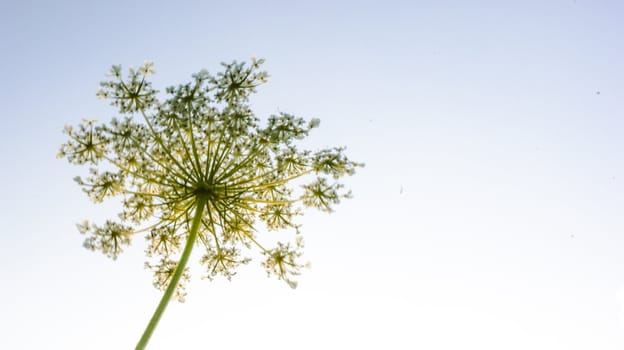 An image of wheat corn