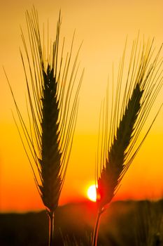 An image of wheat corn