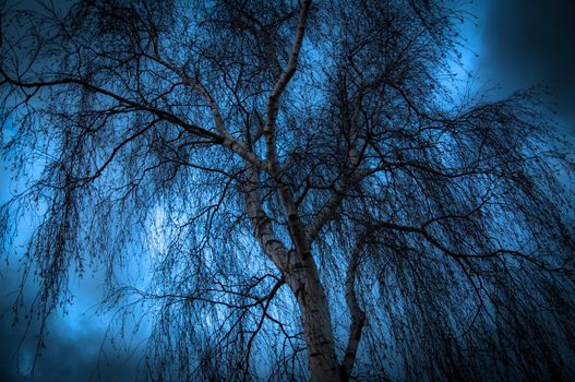 An image of tree silhouette during amazing sunset