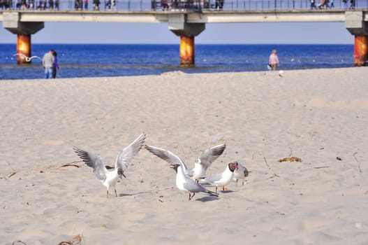 An image of Seagull on the beach
