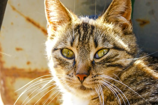 An image of homeless cat