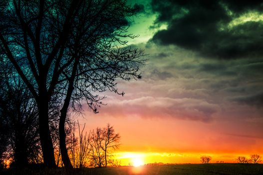 An image of tree silhouette during amazing sunset
