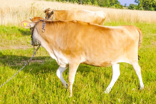 An image of pastering jersey cow