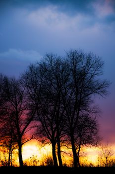 An image of tree silhouette during amazing sunset