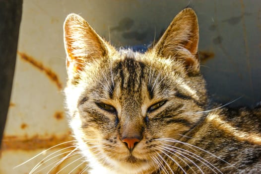 An image of homeless cat