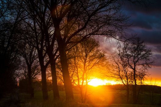 An image of tree silhouette during amazing sunset