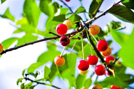 An image of Red cherry fruits