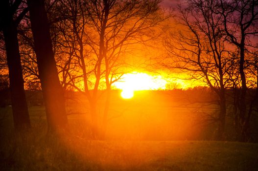 An image of tree silhouette during amazing sunset