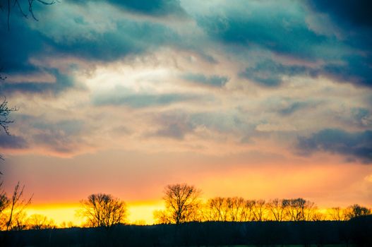 An image of tree silhouette during amazing sunset