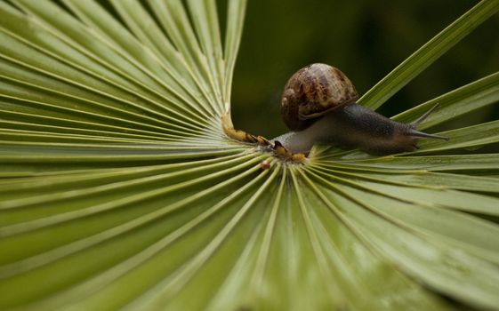 snail in green