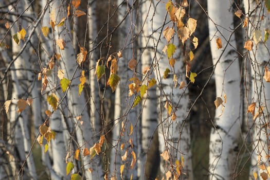 Dry leaves on a background of white birch trunk