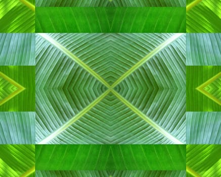 design of background made from banana leaves