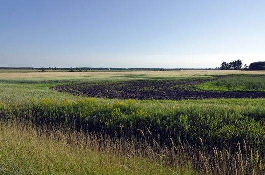 Farm field and green grass under blue sky