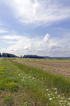 Hay bails in a field on green grass background