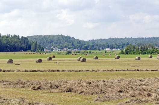 Hay bails in a field on green grass background