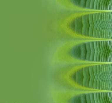 design of abstract background made using banana leaves