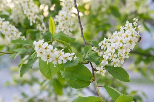 Flowering branch  of white bird-cherry tree in early spring.