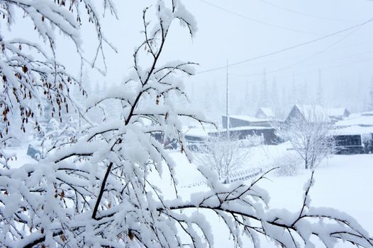 Birch branches covered with snow on a background the rural landscape of Winter cloudy weather.