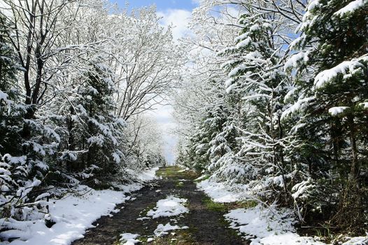 Winter landscape of road among snowy trees.