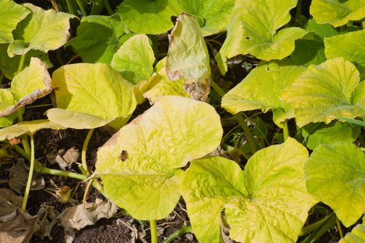 Plant leaves in a vegetable garden