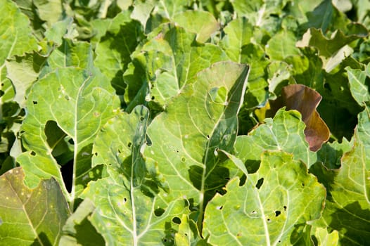 Plant leaves in a vegetable garden