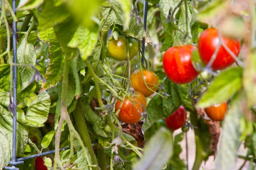 Tomato plants in a garden