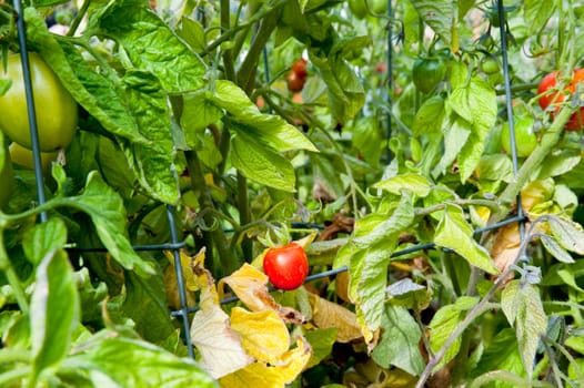 Tomato plants in a garden