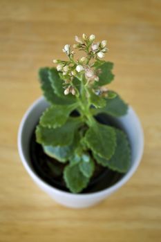 plants on wooden table in the morning