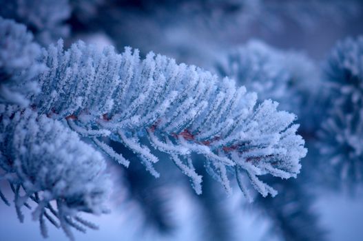 Winter frost on spruce tree  close-up .Shallow depth-of-field. 