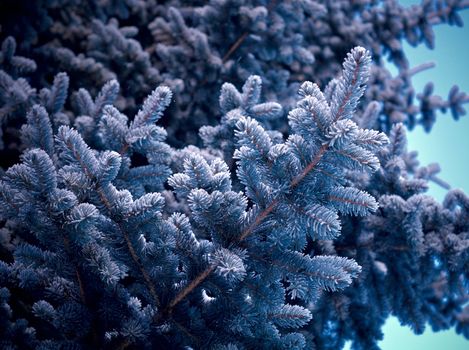 Winter frost on spruce tree  close-up .Shallow depth-of-field. 