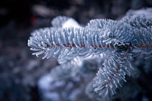 Winter frost on spruce tree  close-up .Shallow depth-of-field. 
