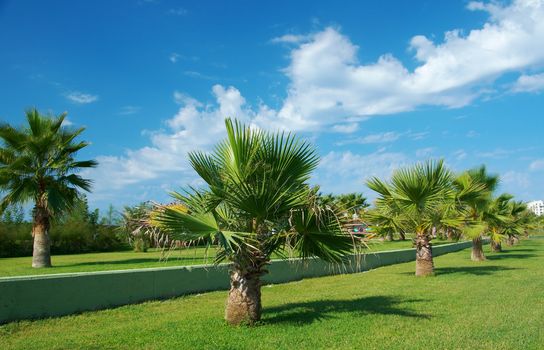 Beauty palm-trees in Antalya, Turkey.