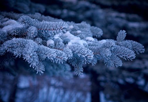 Winter frost on spruce tree  close-up .Shallow depth-of-field.