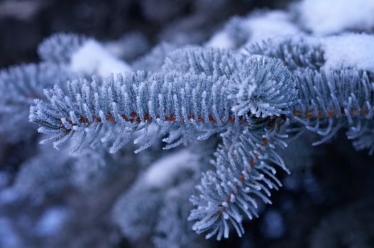 Winter frost on spruce tree  close-up .Shallow depth-of-field.