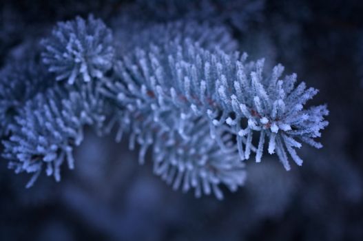 Winter frost on spruce tree  close-up .Shallow depth-of-field. 