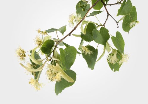 Branch of linden with leaves and flowers