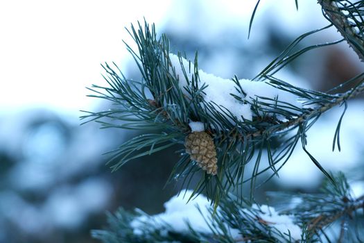 Branch of a winter pine tree with a cone