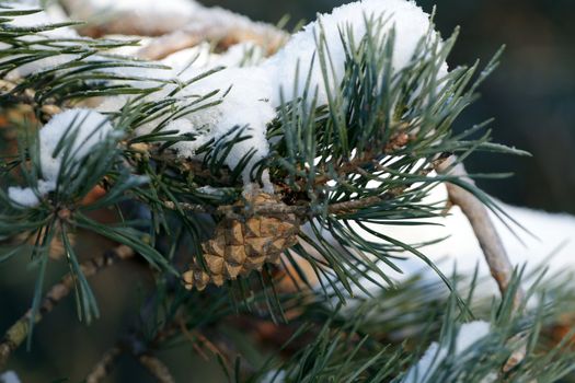 Branch of a winter pine tree with a cone