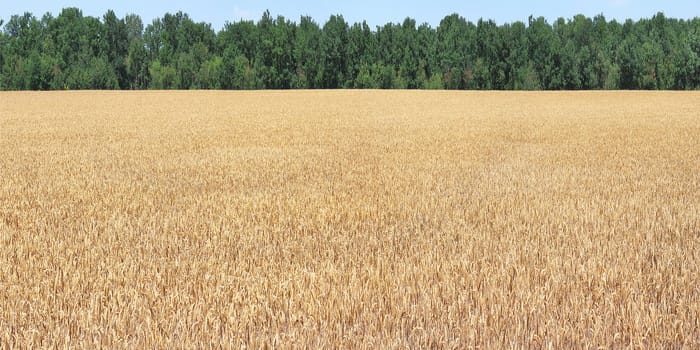 a field of corn in view