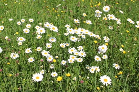 a field with different spring flowers on a carpet of green