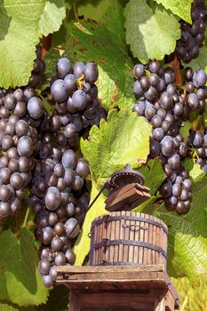 a press with grapes to recover the grape juice to manufacture the wine of it