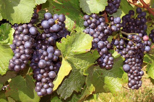 Photo of vines during the harvest of the vineyards of Sancerre