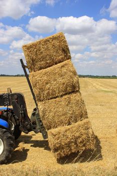 many haystacks piled on a truck in a field of wheat